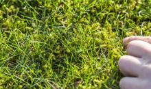Beat the moss with Johnsons Lawn Seed